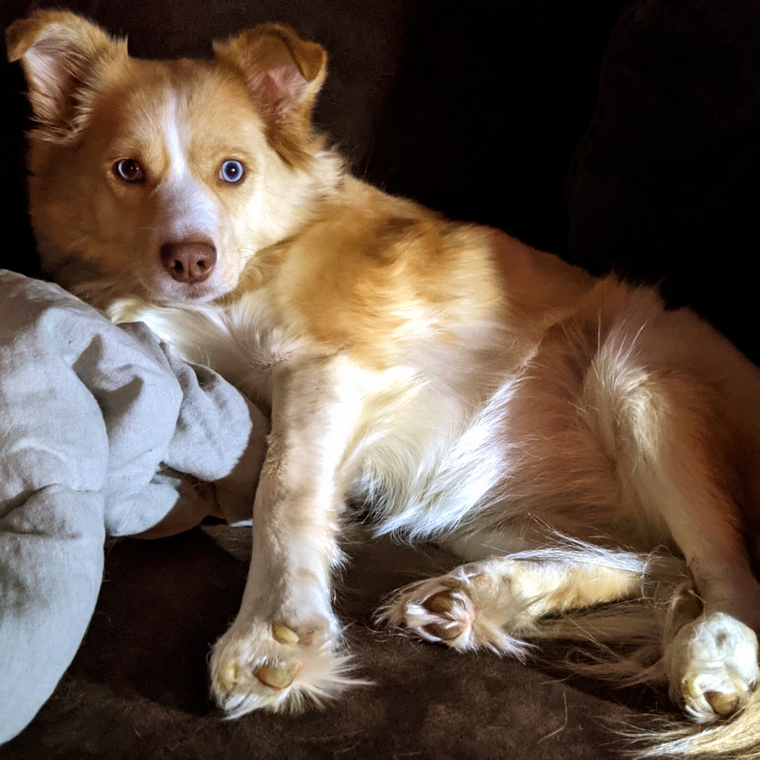 Kindred, a fluffy yellow dog